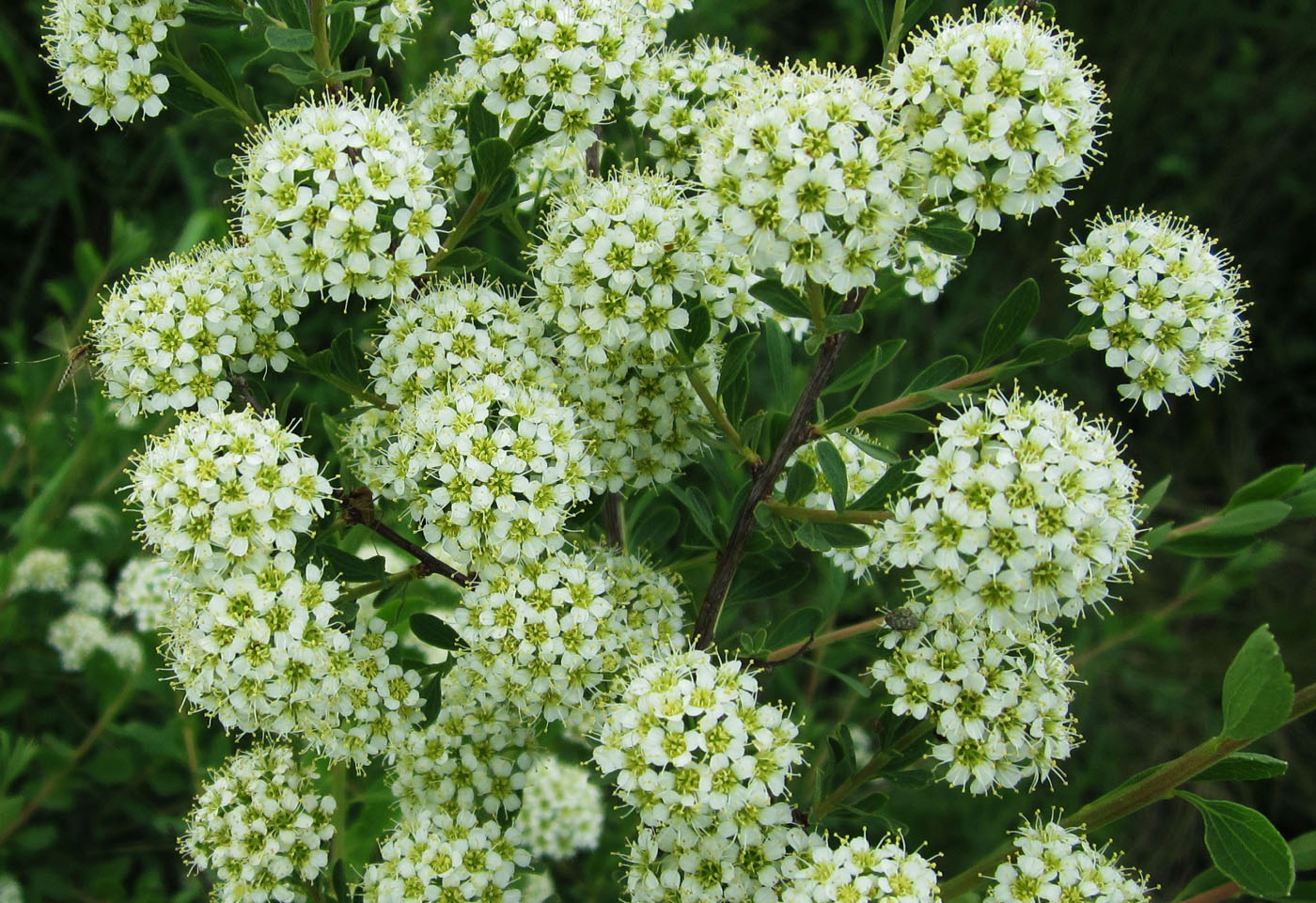 Image of Spiraea crenata specimen.
