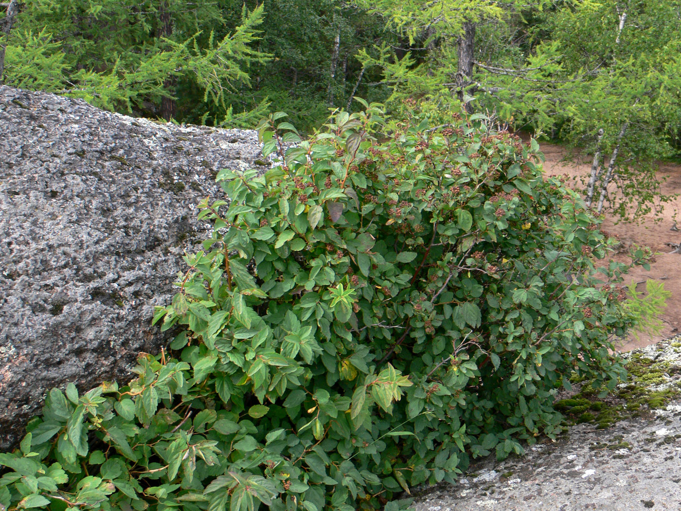 Image of Spiraea chamaedryfolia specimen.