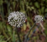 Allium