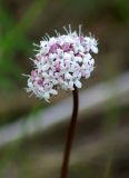 Valeriana capitata