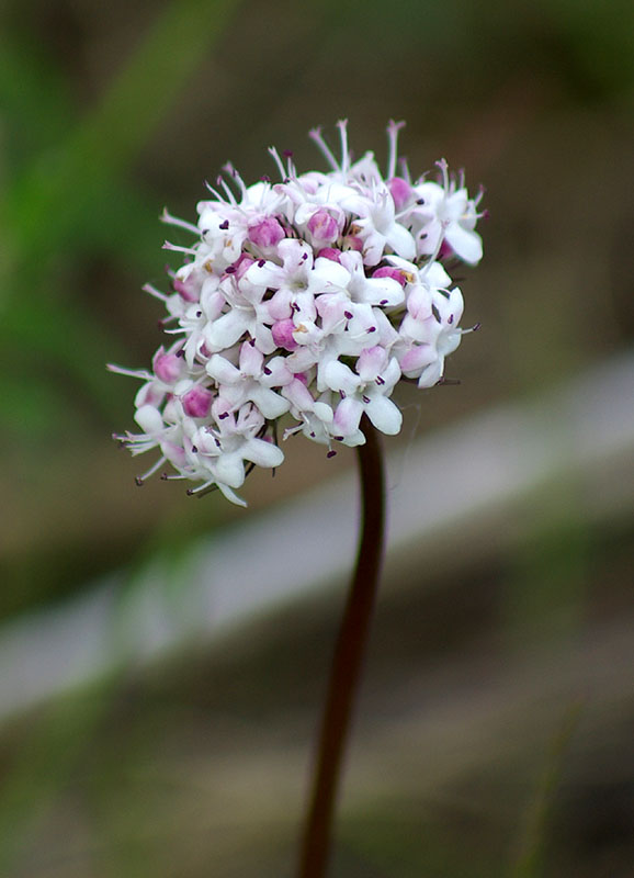 Изображение особи Valeriana capitata.