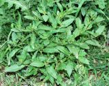 Euclidium syriacum