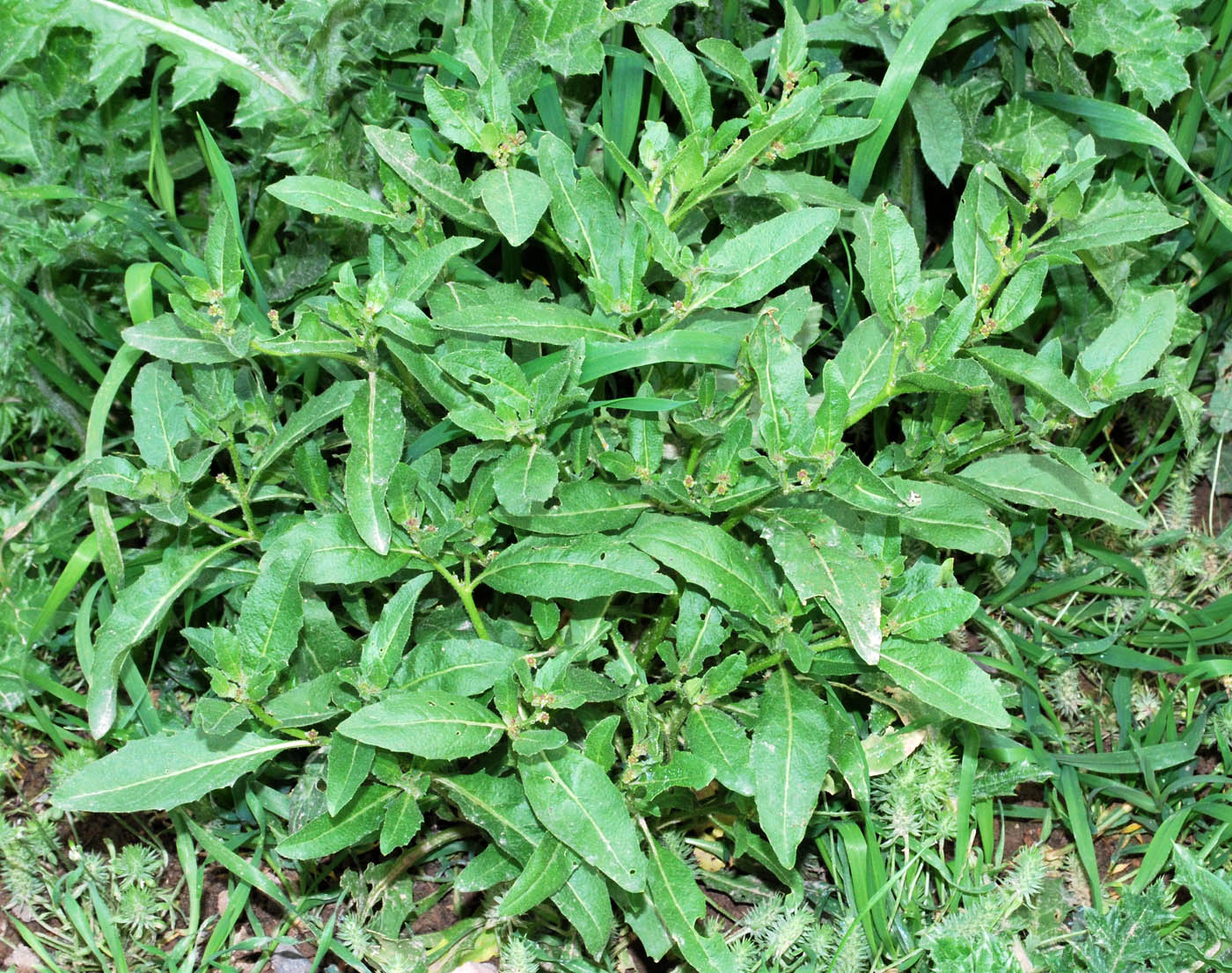 Image of Euclidium syriacum specimen.