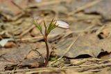 Anemone altaica