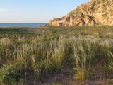 Stipa borysthenica. Плодоносящие растения. Крым, Керченский п-ов, Приазовье, Генеральские пляжи. 04.05.2019.