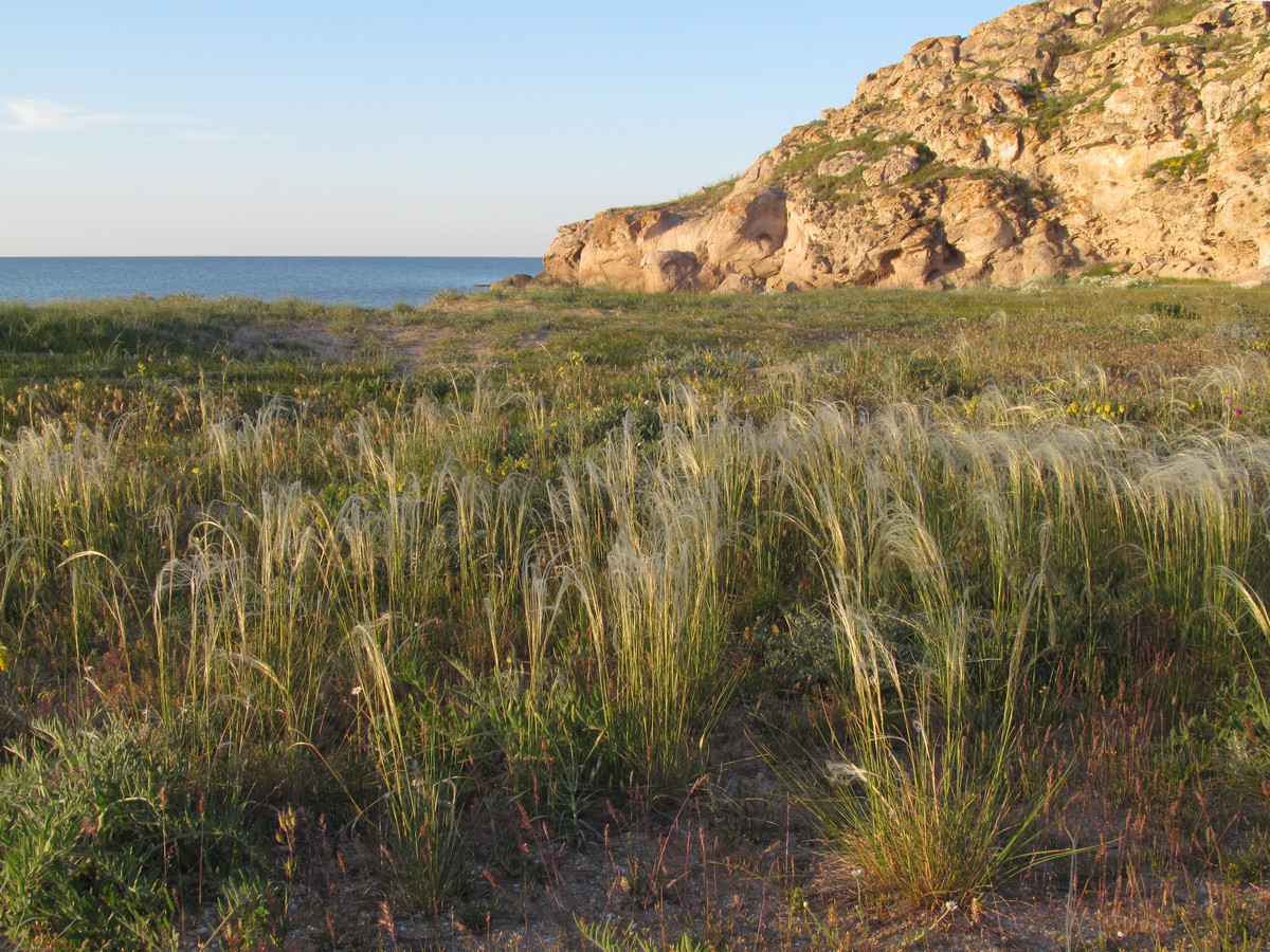 Image of Stipa borysthenica specimen.