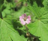 Geranium rotundifolium. Цветок и части листьев. Дагестан, Сулейман-Стальский р-н, окр. с. Касумкент, берег реки. 27.04.2019.