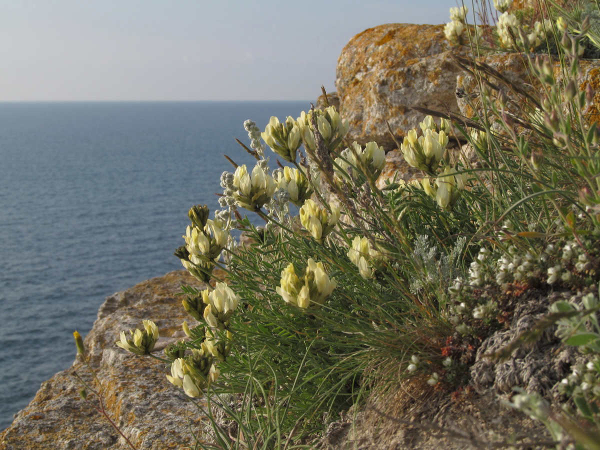 Изображение особи Astragalus glaucus.