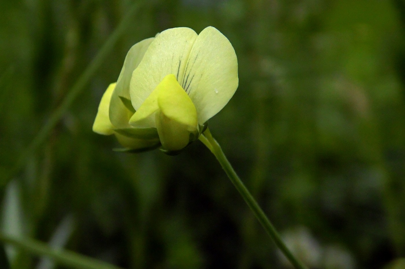 Image of Lathyrus aphaca specimen.