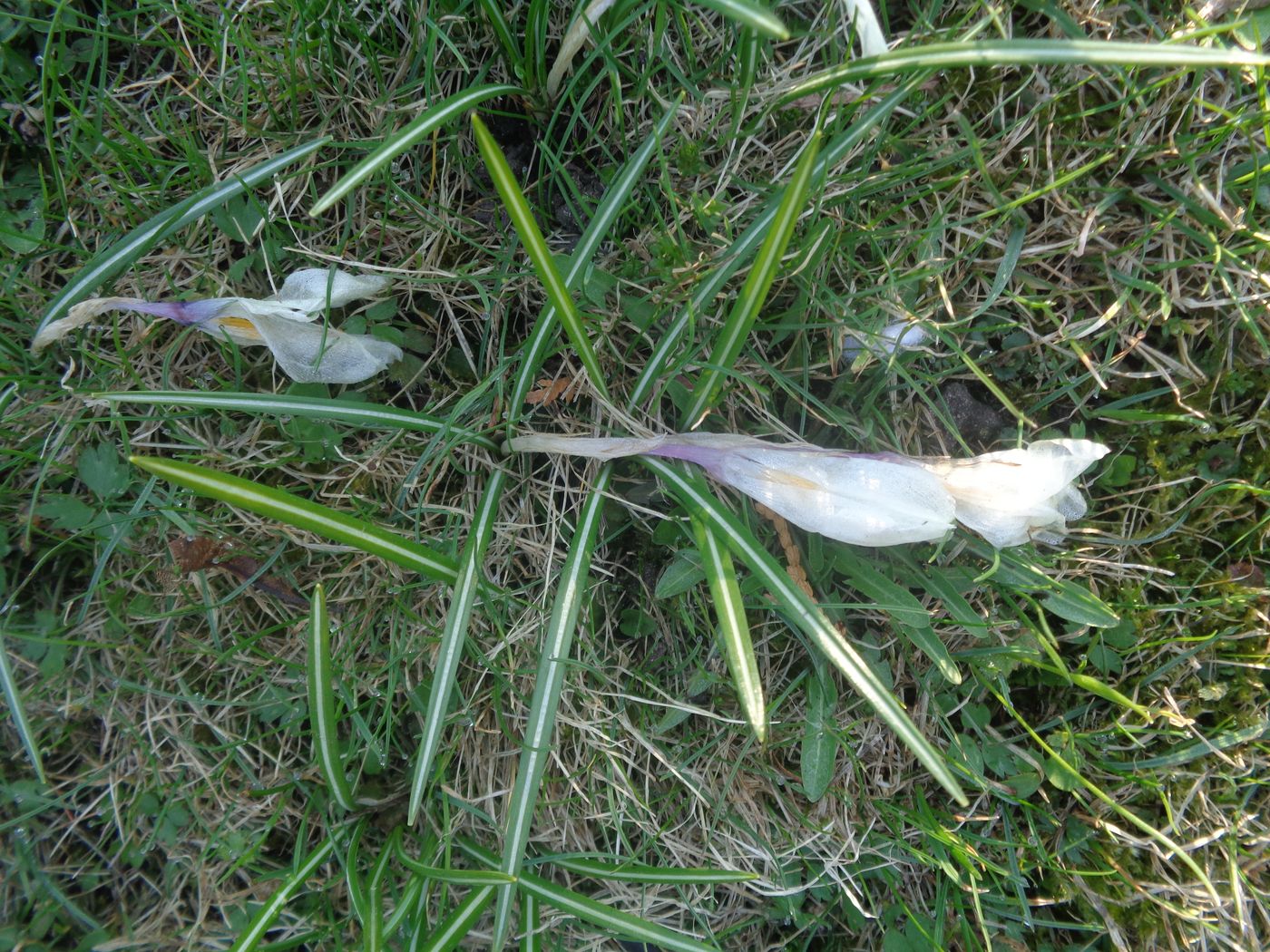 Image of Crocus vernus specimen.