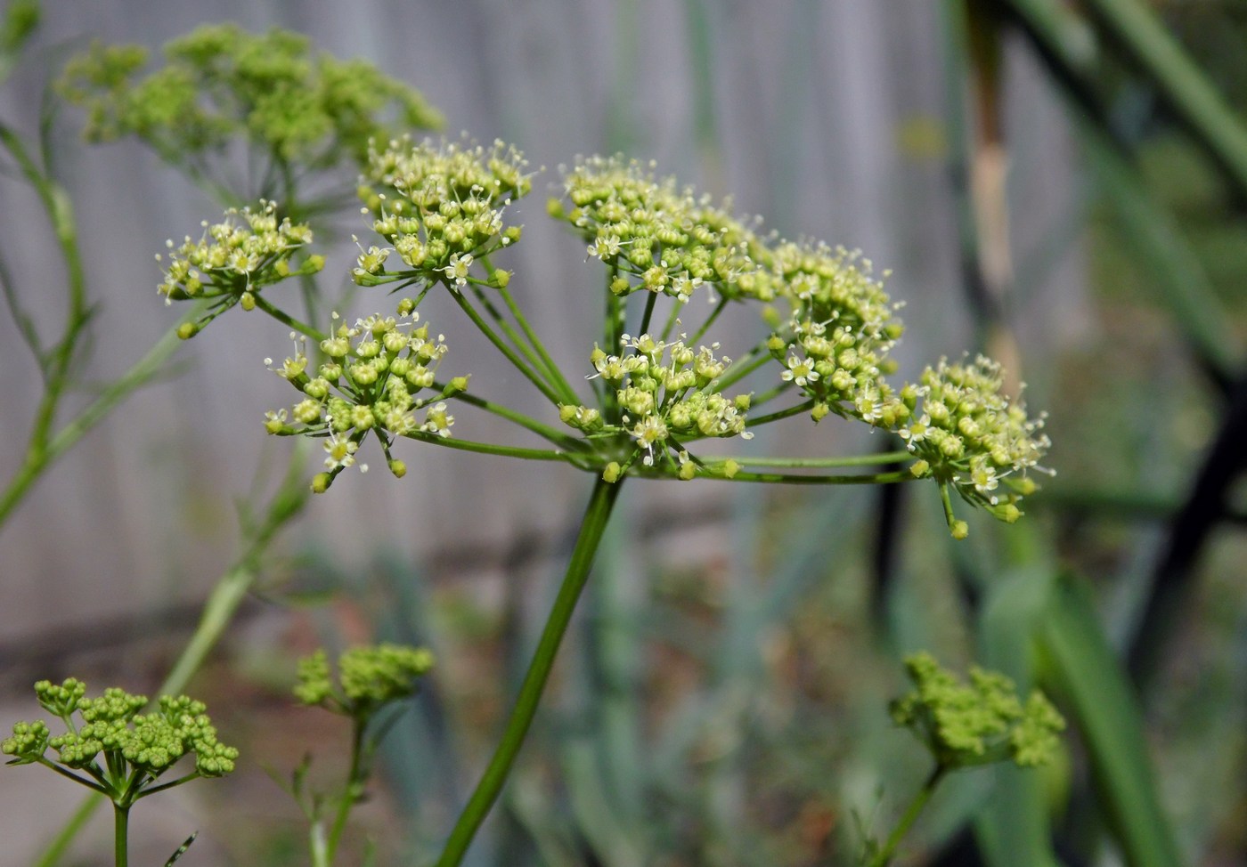 Изображение особи Petroselinum crispum.