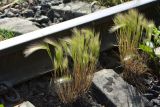 Hordeum jubatum
