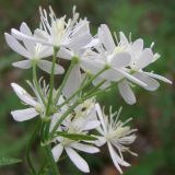 Clematis recta