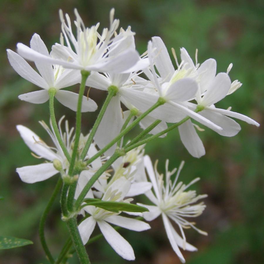 Изображение особи Clematis recta.