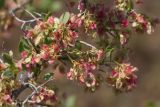 Atraphaxis pyrifolia. Часть ветви плодоносящего растения. Узбекистан, Наманганская обл., Янгикурганский р-н, окр. пос. Заркент, дол. горной р. Падыша-Ата, глинисто-каменистый берег. 12.05.2019.