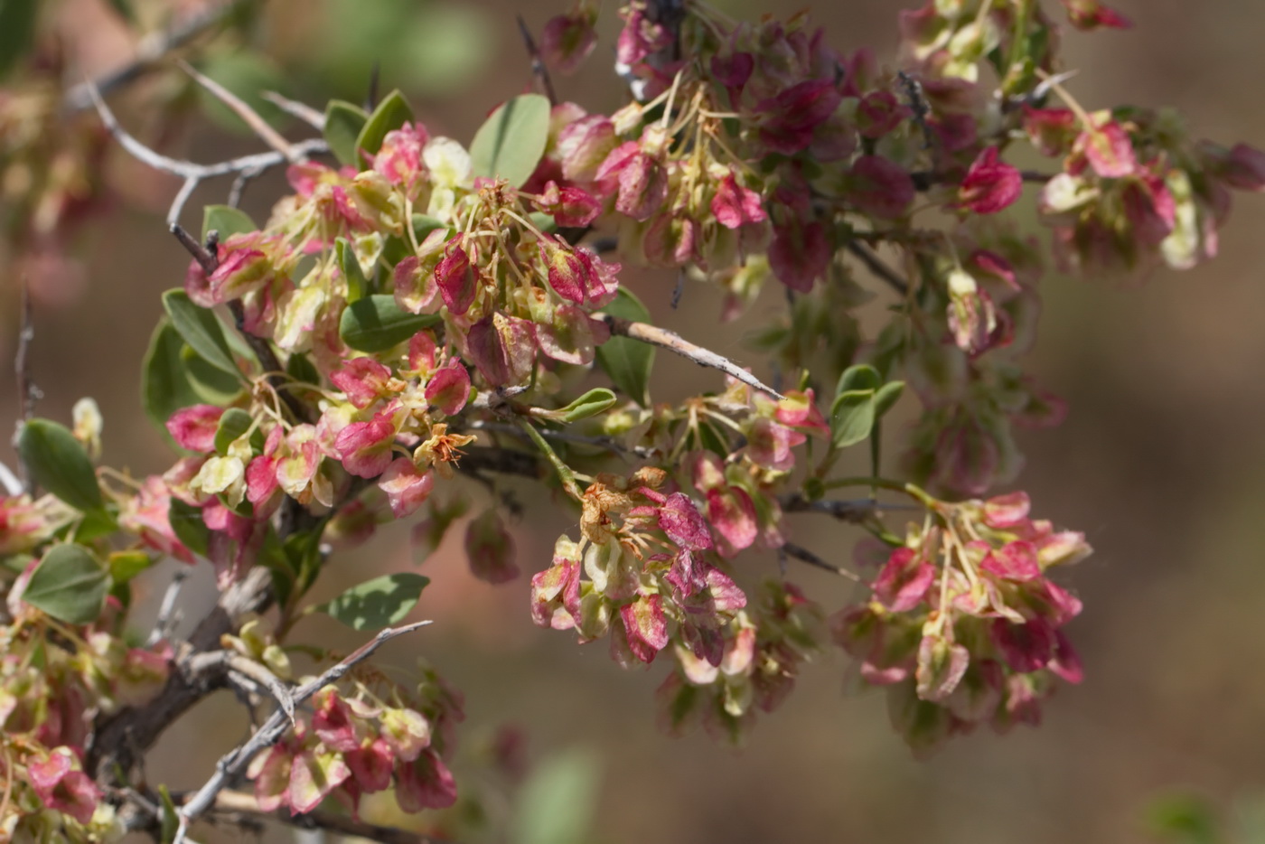 Изображение особи Atraphaxis pyrifolia.