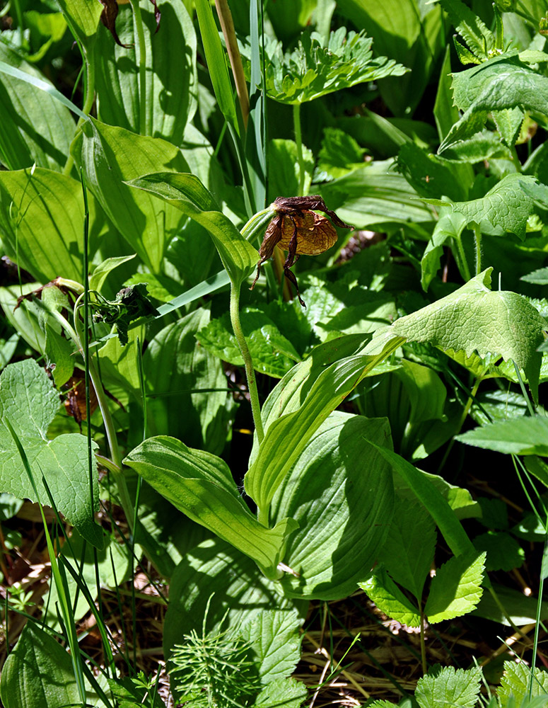 Изображение особи Cypripedium calceolus.