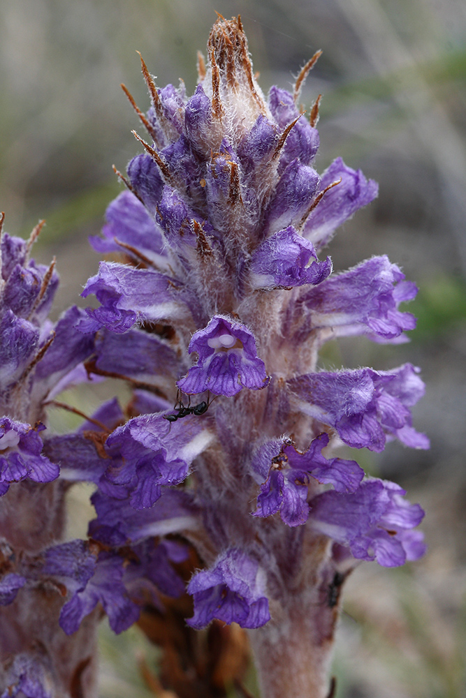 Image of Orobanche coerulescens specimen.