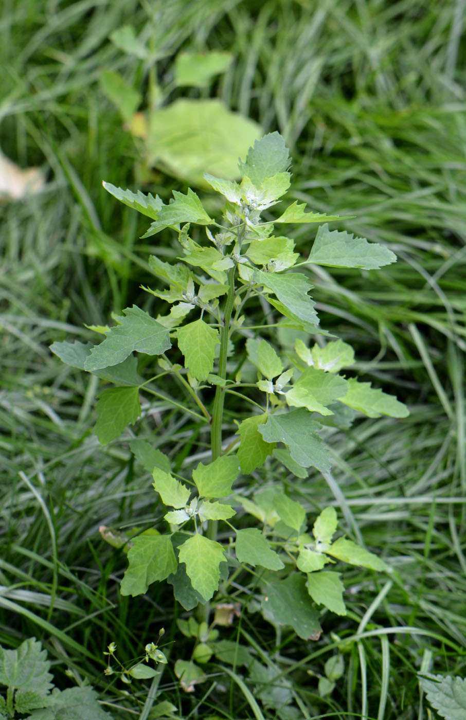 Image of Chenopodium album specimen.