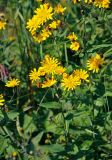 Hieracium umbellatum. Верхушки побегов с соцветиями. Челябинская обл., Саткинский р-н, хребет Зюраткуль, ≈ 1000 м н.у.м., луг на опушке смешанного леса. 31.07.2019.