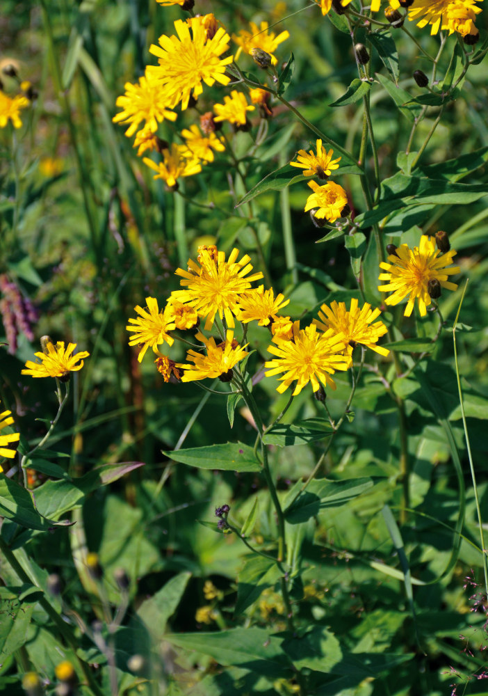 Изображение особи Hieracium umbellatum.