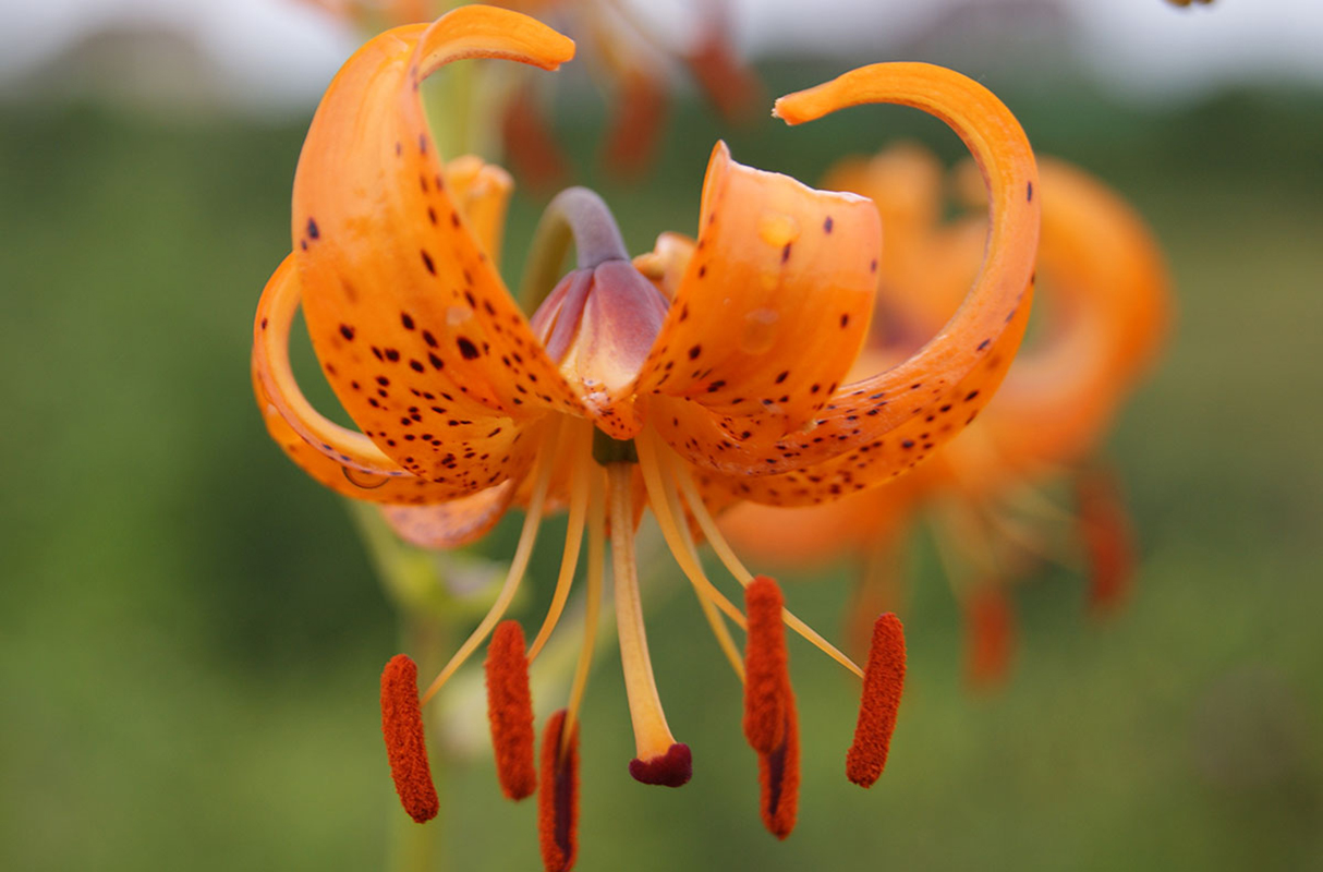 Изображение особи Lilium debile.