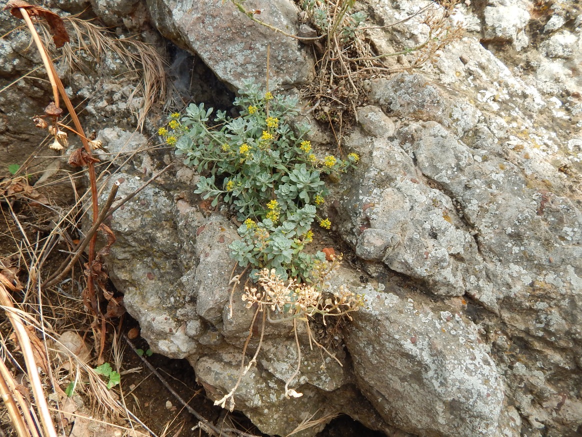 Image of Odontarrhena obtusifolia specimen.