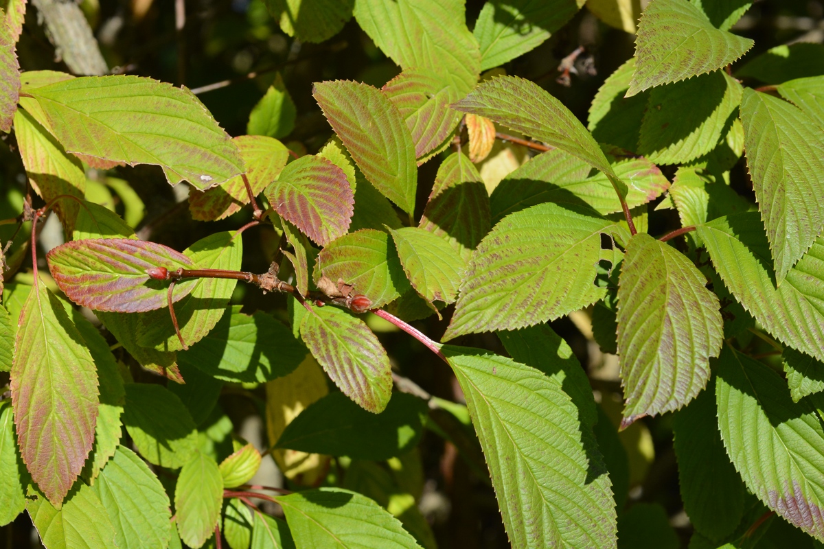 Image of Viburnum × bodnantense specimen.