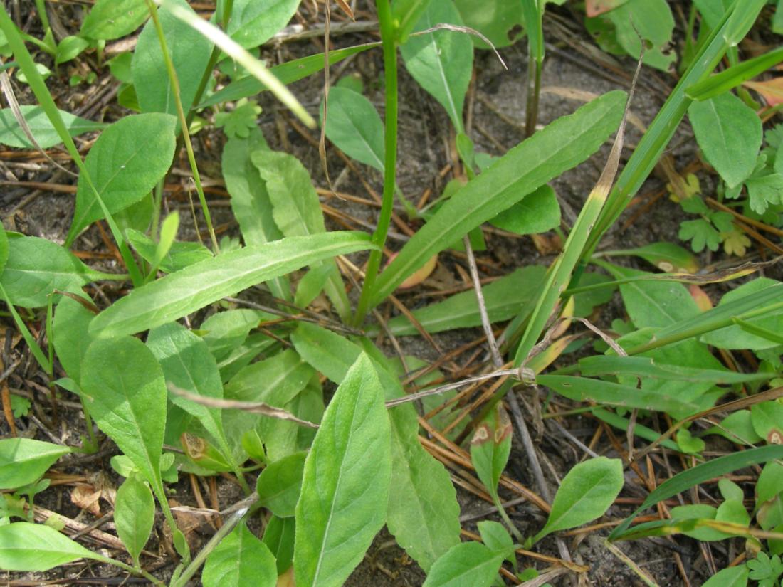 Image of Campanula patula specimen.