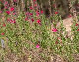 Salvia greggii. Побеги с соцветиями. Израиль, Иудейские горы, г. Иерусалим, ботанический сад университета. 11.09.2019.