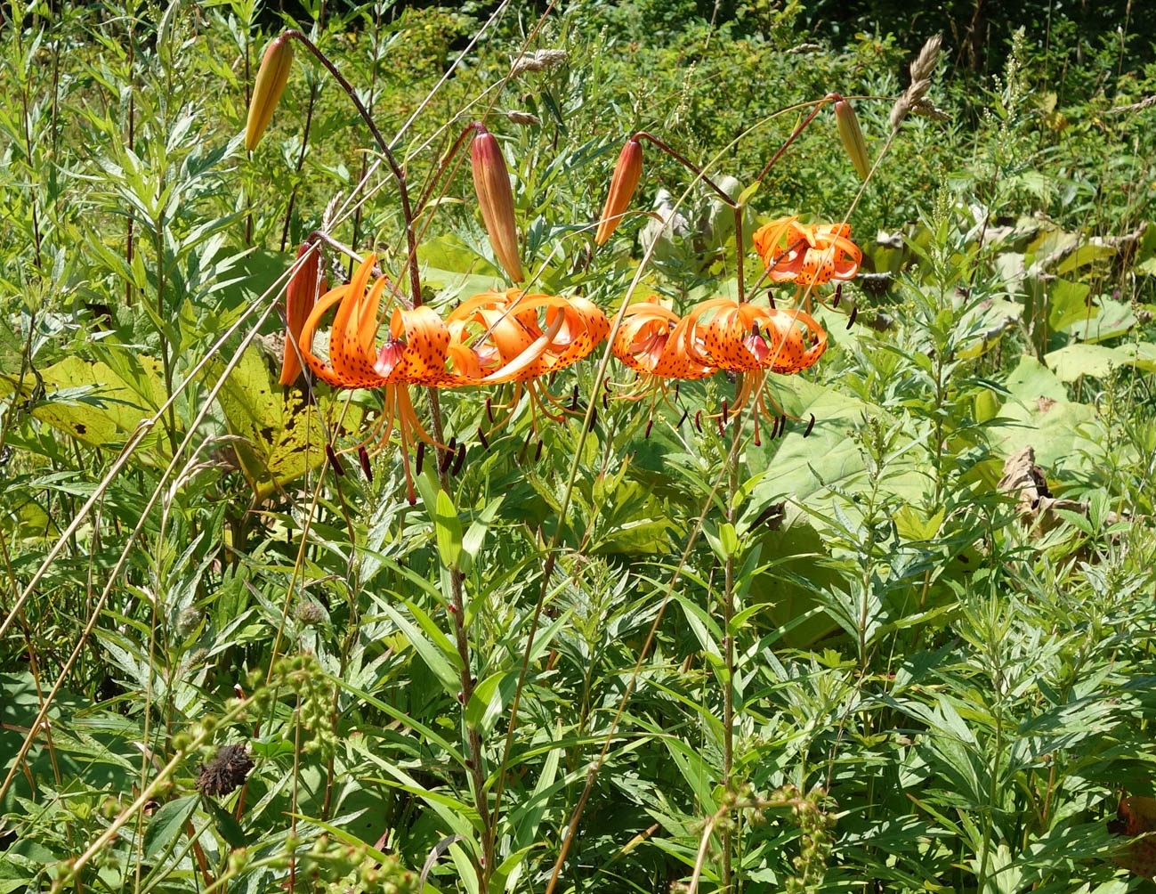 Image of Lilium lancifolium specimen.