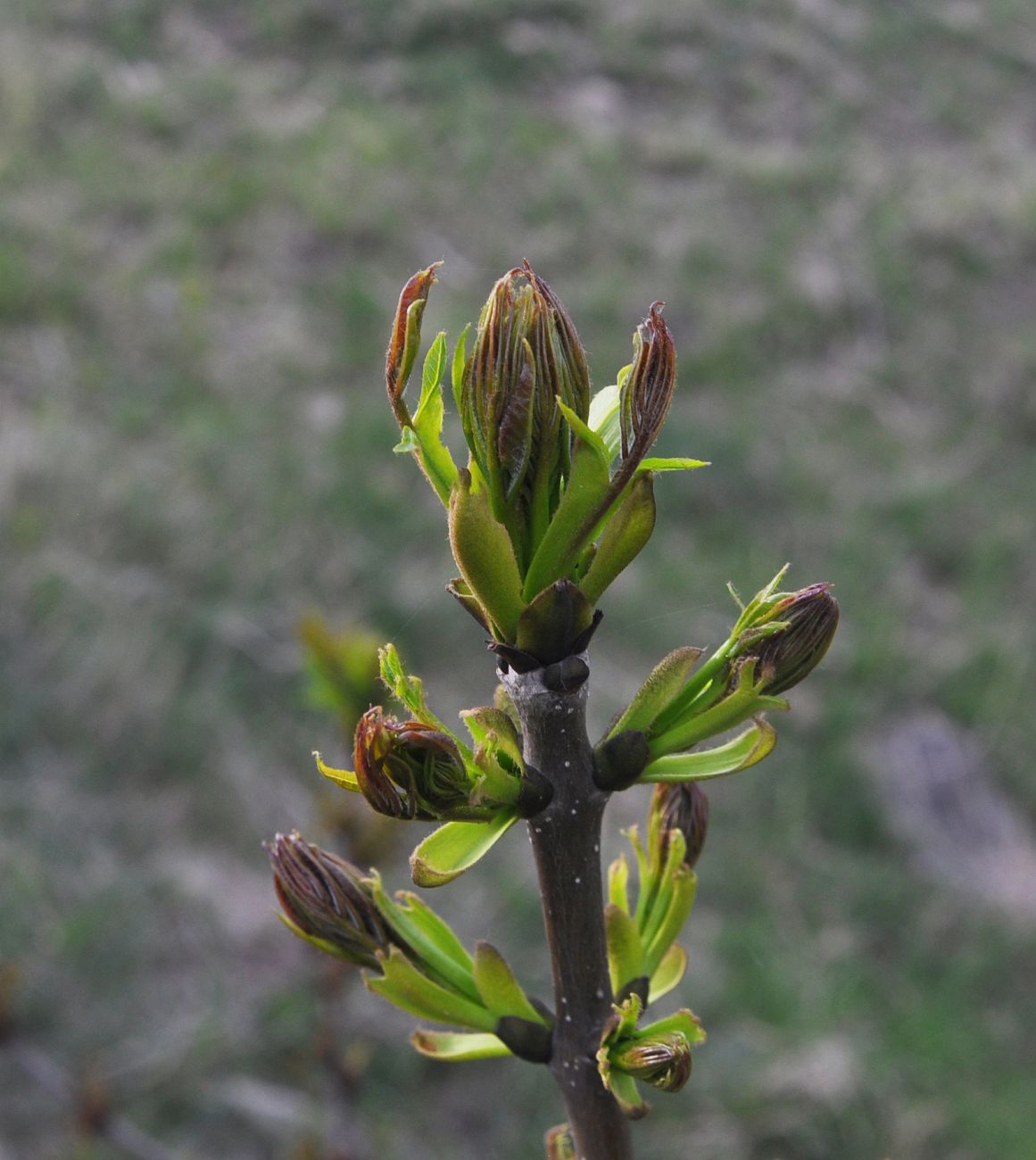 Image of genus Fraxinus specimen.