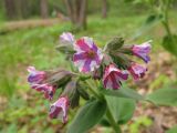 Pulmonaria obscura