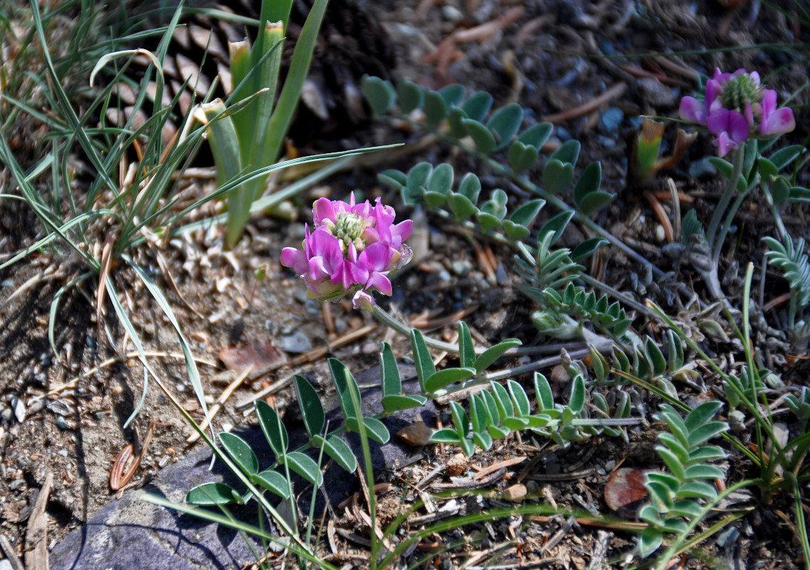 Image of Hedysarum gmelinii specimen.