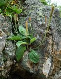 Plantago camtschatica. Плодоносящее растение. Сахалинская обл., Корсаковский р-н, побережье перед мысом Великан, на скальном выходе. 15.08.2019.