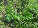 Heracleum sosnowskyi. Вегетирующее растение. Беларусь, Гродненская обл., Новогрудский р-н, Брольникский сельсовет, дер. Мольничи, берег р. Валовка. 08.05.2019.