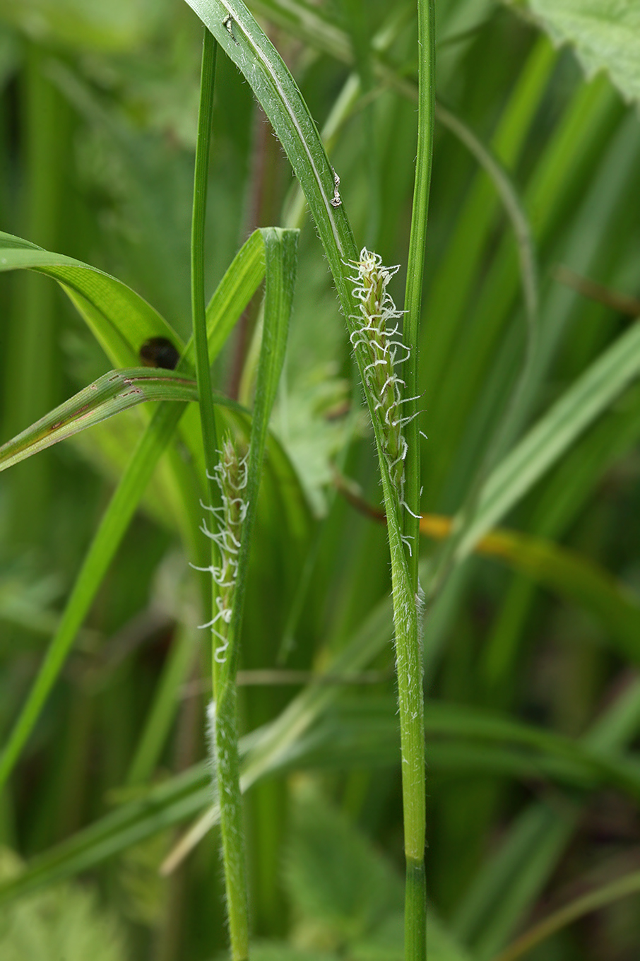 Изображение особи Carex hirta.