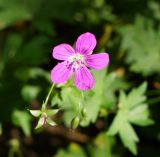 Geranium palustre