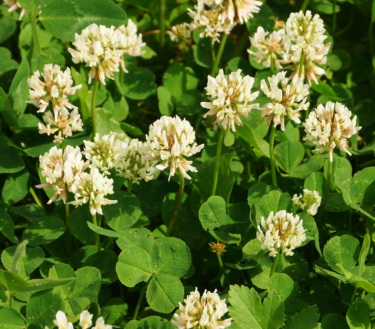 Image of Trifolium repens specimen.