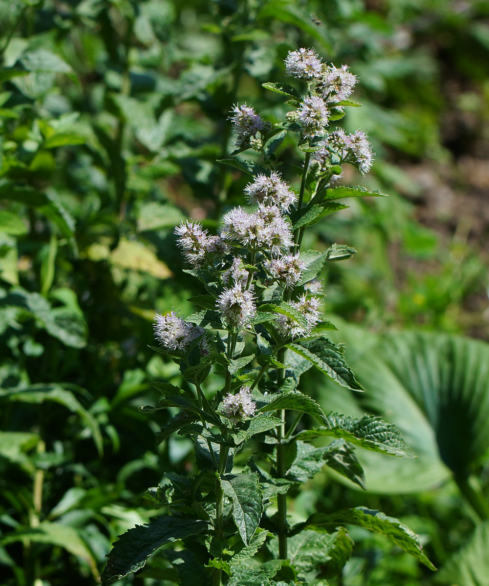 Изображение особи Mentha spicata.