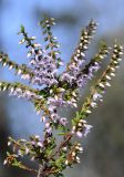 Calluna vulgaris. Верхушка ветви цветущего растения. Испания, автономное сообщество Каталония, провинция Жирона, комарка Баш Эмпорда, муниципалитет Сант-Фелиу-де-Гишольс, окр. памятника природы Pedralta (Педральта), в подлеске сосново-дубового леса. 17.09.2019.