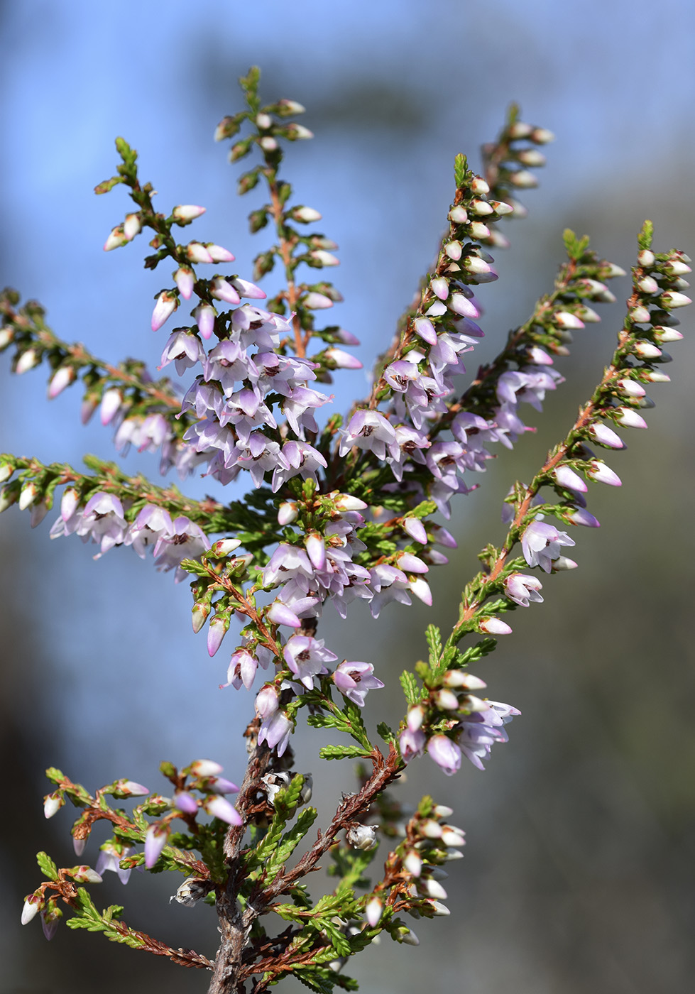 Изображение особи Calluna vulgaris.