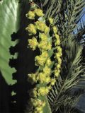 Euphorbia ingens