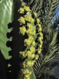 Euphorbia ingens. Часть побега с соцветиями-циациями. Испания, Канарские о-ва, Тенерифе, Пуэрто де ла Крус (Puerto de la Cruz), в городском озеленении. 11 марта 2008 г.