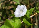 genus Calystegia. Часть побега с цветком на стебле Phragmites australis. Ленинградская обл., Кингисеппский р-н, окр. дер. Урмизно, побережье Финского залива, заросли тростника на мелководье. 31.08.2019.