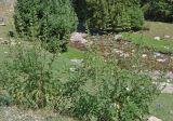 Urtica cannabina