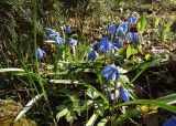 Scilla siberica