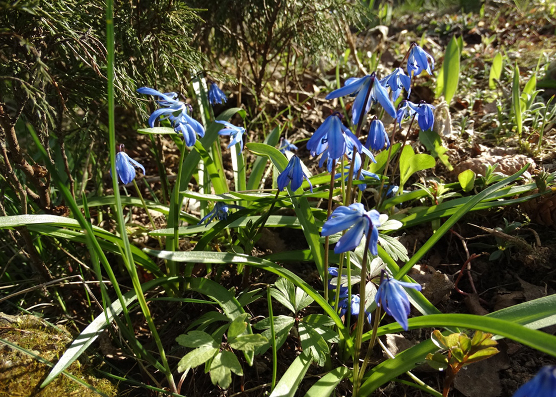 Изображение особи Scilla siberica.