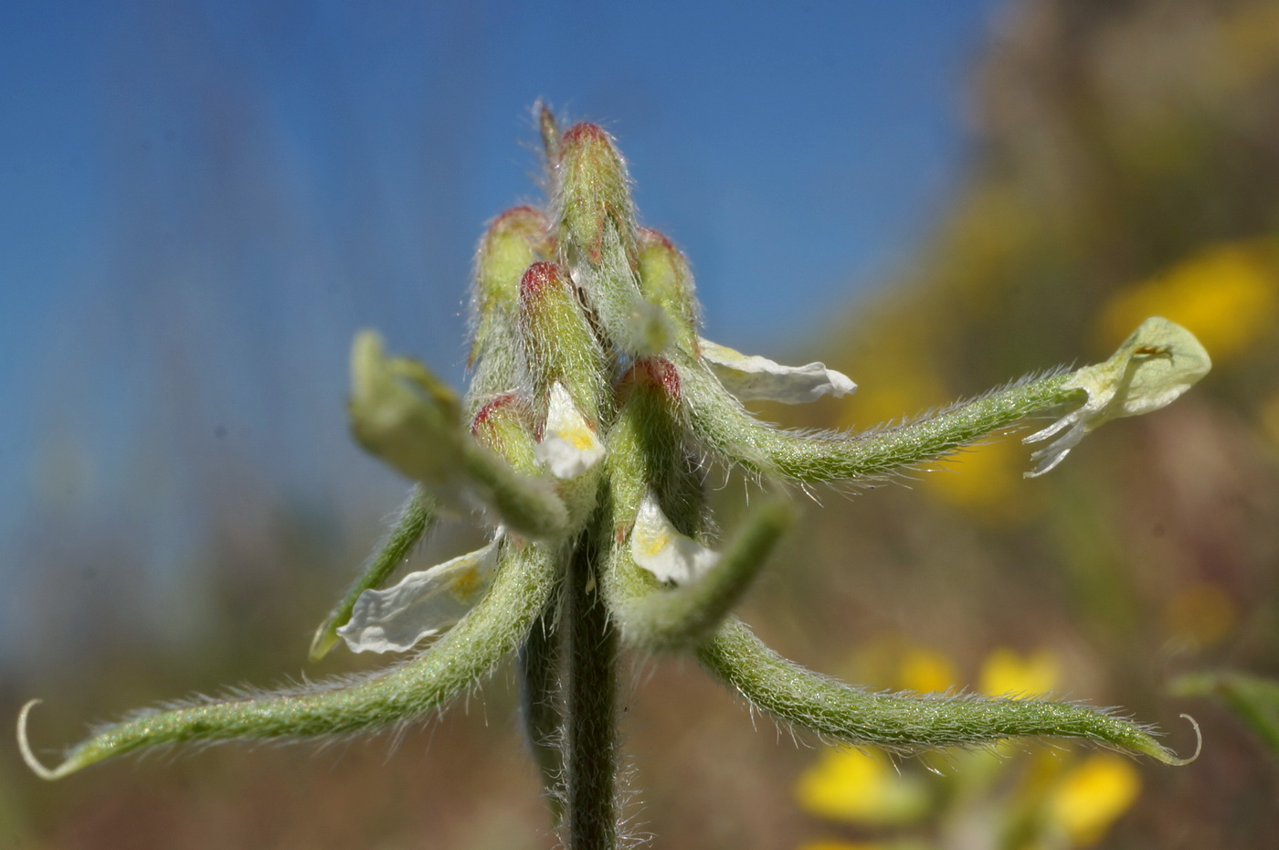 Изображение особи Trigonella spruneriana.