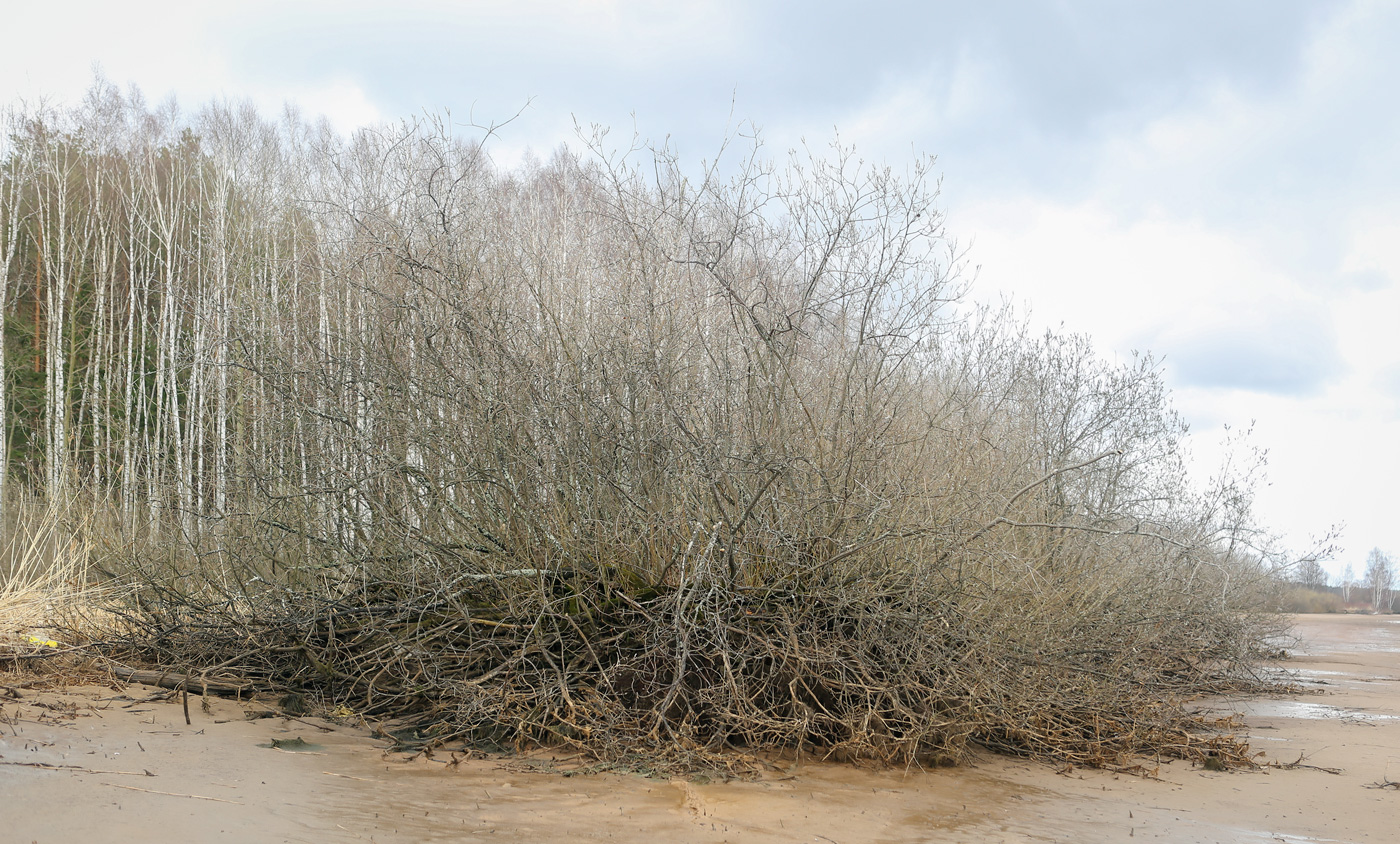 Image of Salix cinerea specimen.